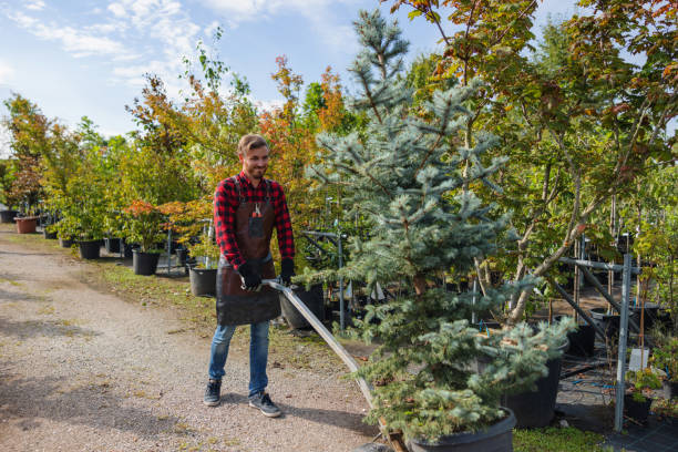 Best Fruit Tree Pruning  in Annandale, VA